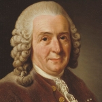 Carl Linnaeus - Friend of Pehr Kalm