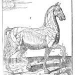 Photo from profile of Carlo Ruini
