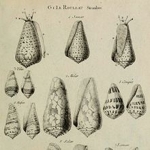 Photo from profile of Michel Adanson