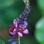 Achievement The genus Nauchea (family Fabaceae). of Michel Descourtilz