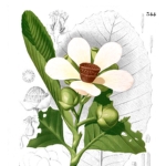 Achievement The flowering-plant genus Dillenia was named in Dillenius' honour. of Johann Dillenius