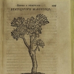 Achievement Woodcut of Houseleek used to soothe inflammations of the skin, woodcut 16th century, page 277 from Semplici … liquali in piu pareri à diversi nobili huomini scritti appaiono, by Luigi Anguillara, and Giovanni Marinello, Vinegia 1561. of Luigi Anguillara