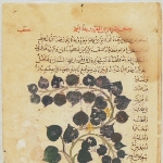 Photo from profile of Pedanius Dioscorides