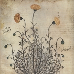 Photo from profile of Pedanius Dioscorides