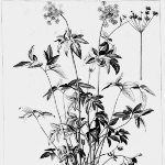 Photo from profile of Denis Dodart