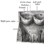 Photo from profile of Julius Aranzi