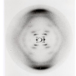 Achievement Photograph: X-ray diffraction image of the double helix. of Oswald Theodore Avery