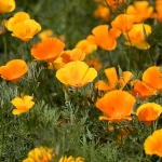 Achievement The California Poppy, Eschscholzia californica Cham., was named after Eschscholtz. of Johann von Eschscholtz