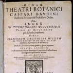 Achievement Gaspard Bauhin (1560–1624). Pinax Theatri Botanici. of Gaspard Bauhin