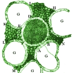 Photo from profile of Antonie Leeuwenhoek