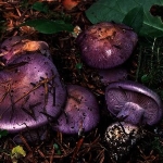 Achievement Cortinarius mairei was named after René Maire. of René Maire