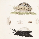 Photo from profile of Jean Quoy