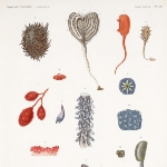 Photo from profile of Jean Quoy