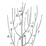 Achievement Heinrich Georg Bronn's tree-like diagram published in Untersuchungen über die Entwickelungs-Gesetze der organischen Welt in 1858. In describes evolutionary relationships between organisms. of Heinrich Bronn