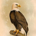 Photo from profile of Robert Ridgway
