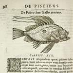 Photo from profile of Guillaume Rondelet