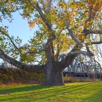 Achievement Pinchot Sycamore, a large American sycamore in Simsbury, Connecticut, is named in Gifford Pinchot's honor. of Gifford Pinchot
