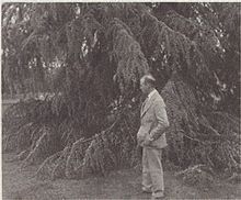 Gallery of Luther Burbank