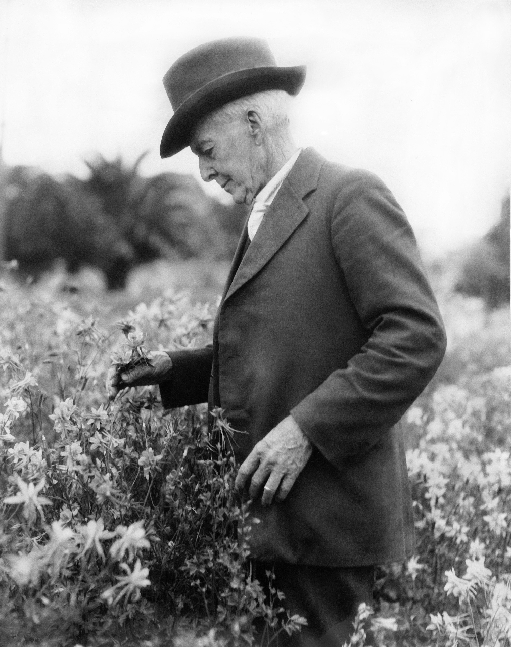 Gallery of Luther Burbank