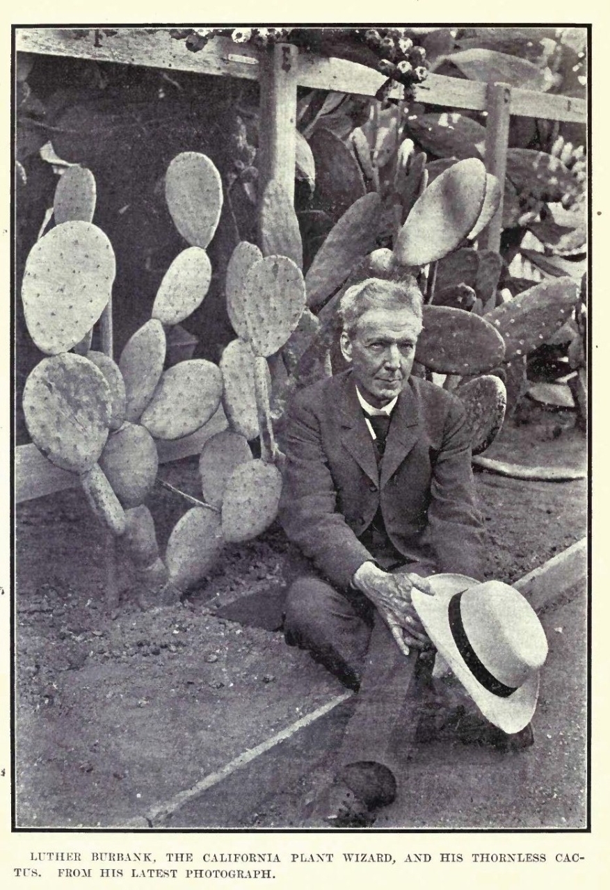 Gallery of Luther Burbank