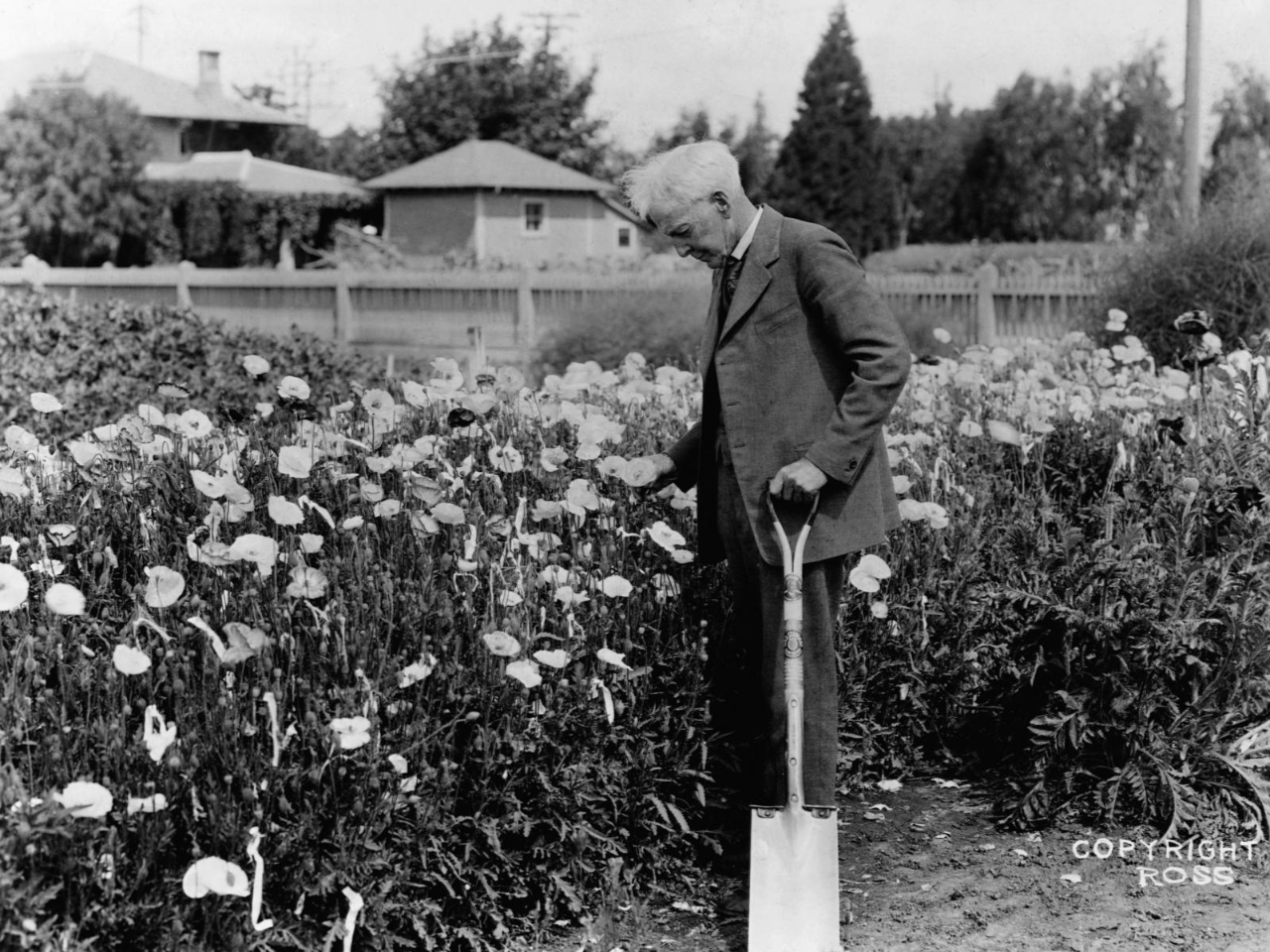 Gallery of Luther Burbank