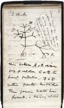 Gallery of Charles Darwin