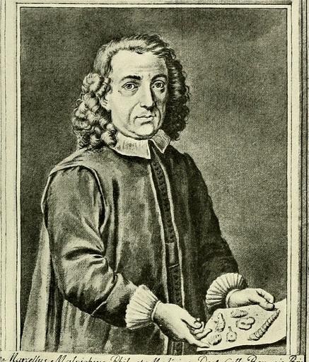 Gallery of Marcello Malpighi