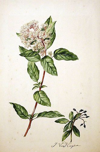 Jacob Huysum