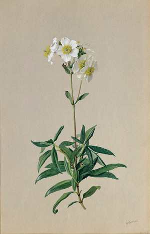 Albert Valentien