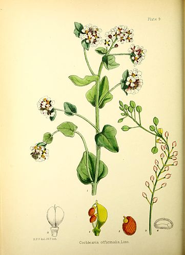 Elinor Vallentin