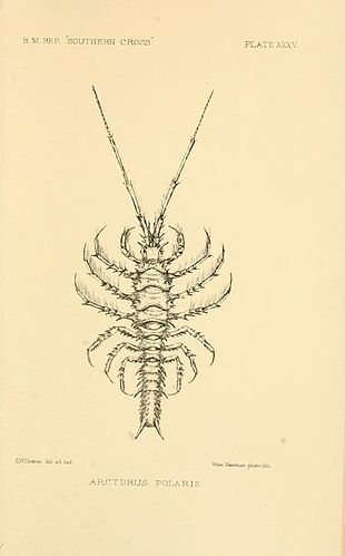 Elsie Wilkins Sexton