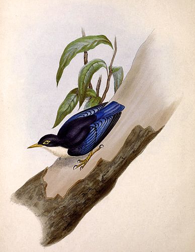 David Mitchell