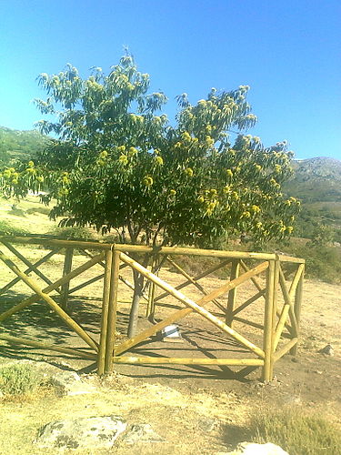 Dulce Chacon
