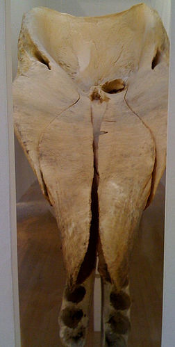 Lucy Skaer