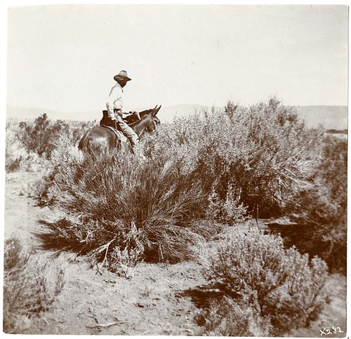 Vernon Bailey