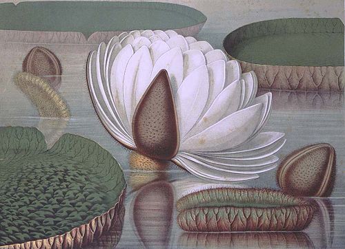 William Sharp