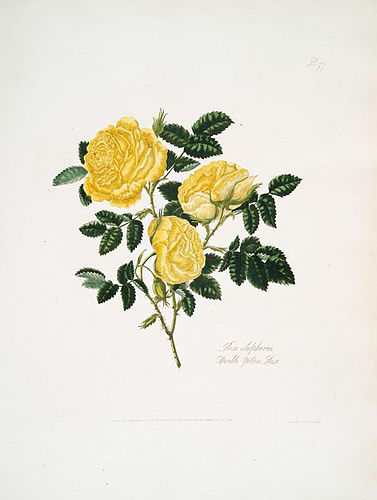 Mary Lawrance