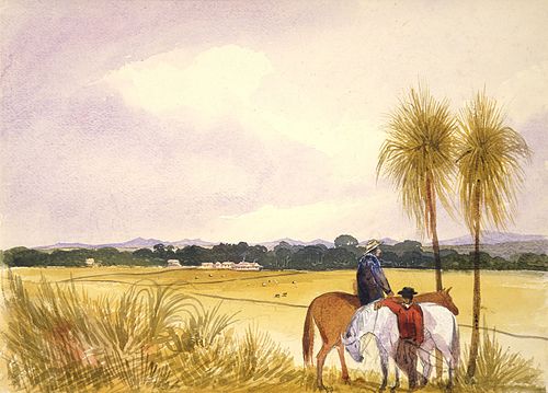 William Willis
