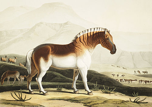 Samuel Daniell