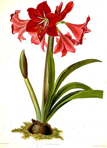 Priscilla Bury
