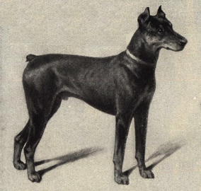 Karl Dobermann