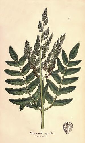 John Sowerby