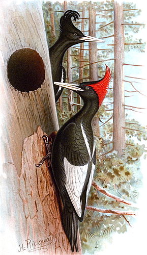 John Livzey Ridgway