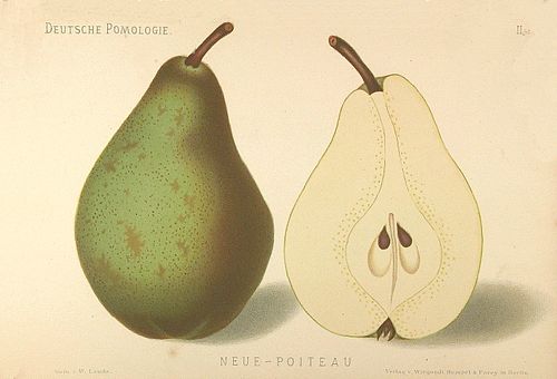 Pierre-Antoine Poiteau