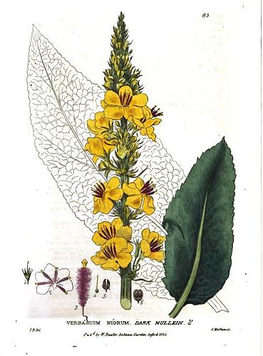 William Baxter