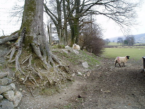 Tudur Penllyn