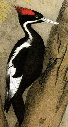 Theodore Jasper