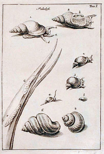 Giuseppe Zinanni