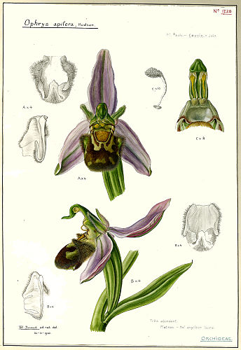 Helene Durand