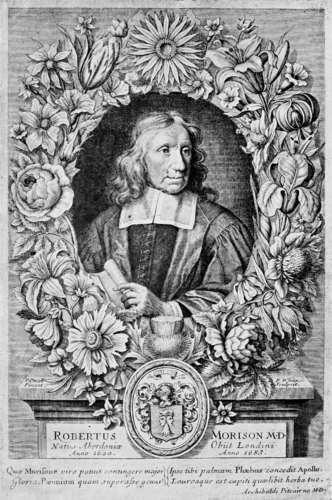 Robert Morison